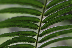 Ptisana
