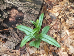 Habenaria floribunda