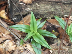 Habenaria floribunda