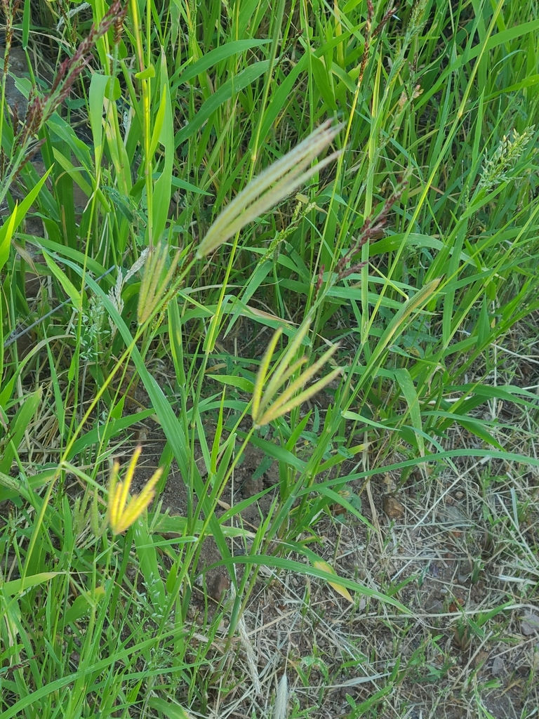 Feather Finger Grass From Sierra Vista, Az 85650, Usa On August 29 