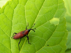 Rhodobaenus sanguineus