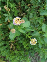 Lantana × strigocamara