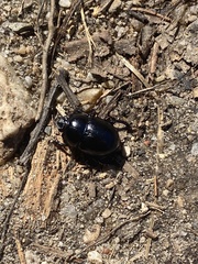 Geotrupidae