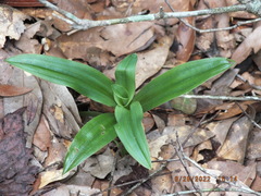 Habenaria floribunda