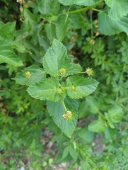 Lantana × strigocamara