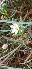 Spergularia marina