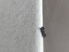 Acrolophus piger