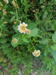 Lantana × strigocamara