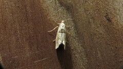 Pelochrista dorsisignatana