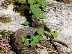 Heterodon platirhinos
