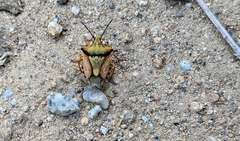 Carpocoris mediterraneus atlanticus