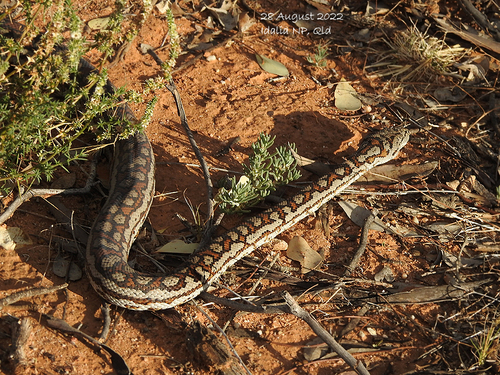 Inland Carpet Python sighting