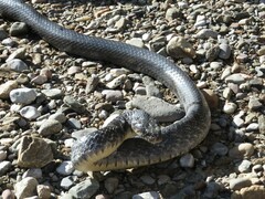 Drymarchon melanurus