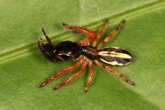 Storenomorpha