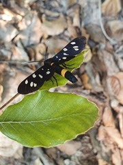 Amata phegea
