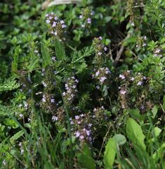 Thymus pulegioides