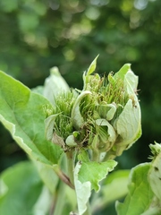 Arctium nemorosum