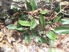 Eulophia maculata