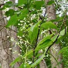 Clematis virginiana