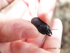 Pasimachus sublaevis