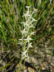 Struthiola ciliata