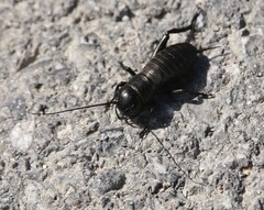 Gryllus campestris