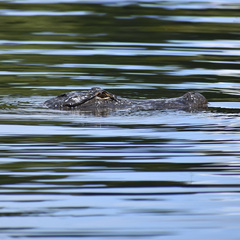 Alligator mississippiensis