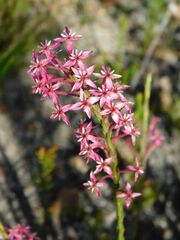 Struthiola ciliata