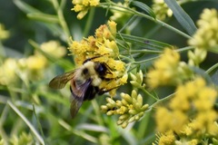 Bombus affinis