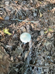 Amanita abrupta