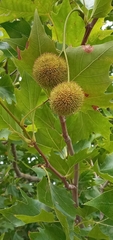 Platanus