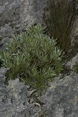 Leucadendron meridianum