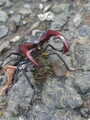 Lucanus cervus