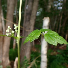 Clematis virginiana