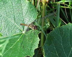 Sympetrum obtrusum