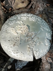Amanita abrupta