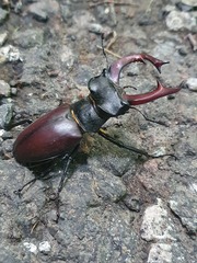 Lucanus cervus
