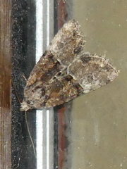 Mesoligia furuncula