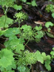 Apiales