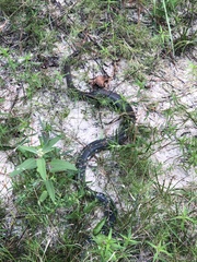 Coluber constrictor anthicus