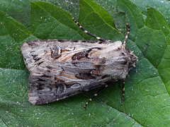 Agrotis vestigialis