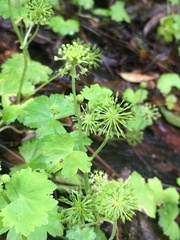 Apiales