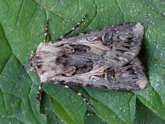 Agrotis vestigialis