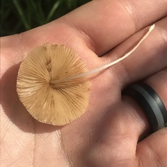 Conocybe apala albipes