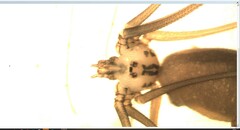 Pholcus opilionoides