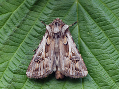 Agrotis vestigialis