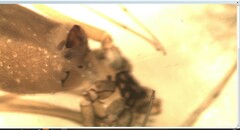 Pholcus opilionoides