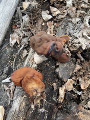 Gyromitra infula