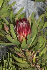 Protea obtusifolia