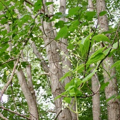 Clematis virginiana